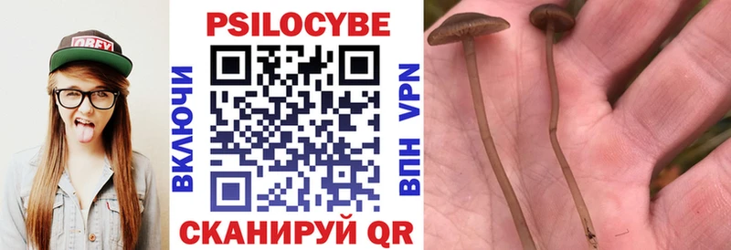 Псилоцибиновые грибы Psilocybine cubensis  Мурино 