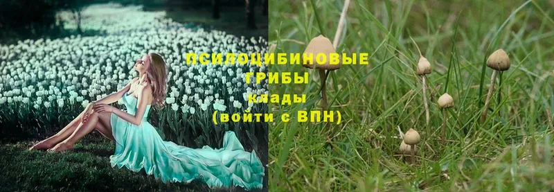 Галлюциногенные грибы MAGIC MUSHROOMS  даркнет сайт  blacksprut как зайти  Мурино 